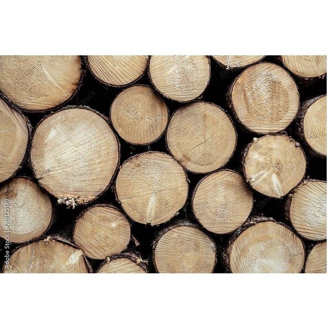 Spruce Timber Logs - Durable and Versatile Wood for Construction - Image 3
