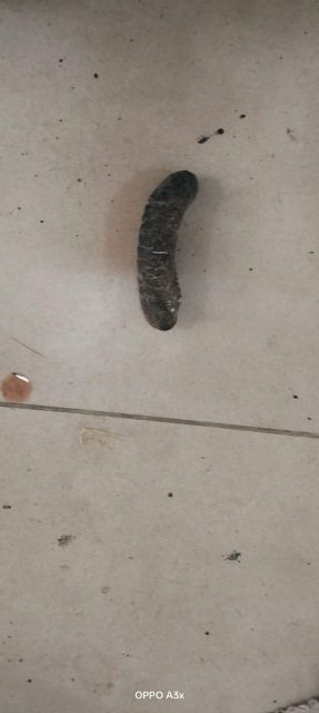 Dried Sea cucumbers - Image 3