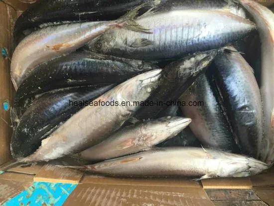 Frozen Blue Mackerel Fish/Chub Mackerel Style Whole Origin China Model NO. 022 Processing BQF HS Code 03035400 Trademark - Image 1