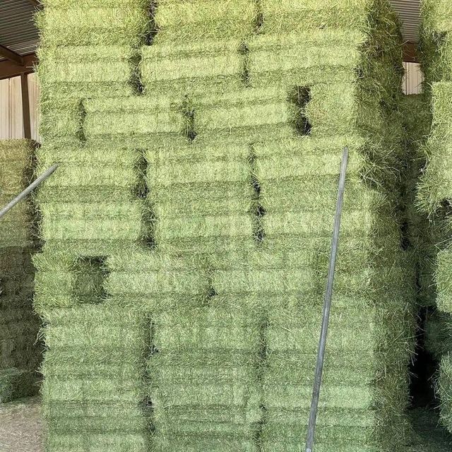 Timothy Hay For Guinea Pigs And Rabbits Premium Timothy Hay With Soft Leaves And Stems Ensuring Active Healthy Pets - Image 4