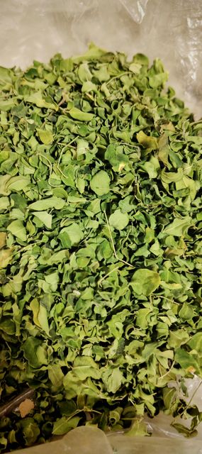 Premium Organic Dried Moringa Oleifera Drumstick Leaves and Fine Leaf Powder Bulk Export Grade - Image 5