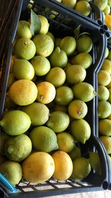 Fresh Algerian Yellow Lemon - Image 2