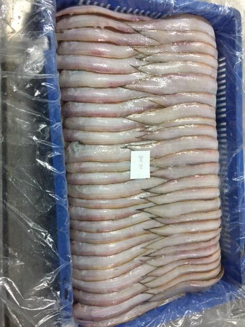 INDIAN FISH FROZEN SOLE FISH INDIAN SEAFOOD EXPORT Grade A Content NA Shape Piece Style FROZEN Packaging Box Ingredients - Image 5
