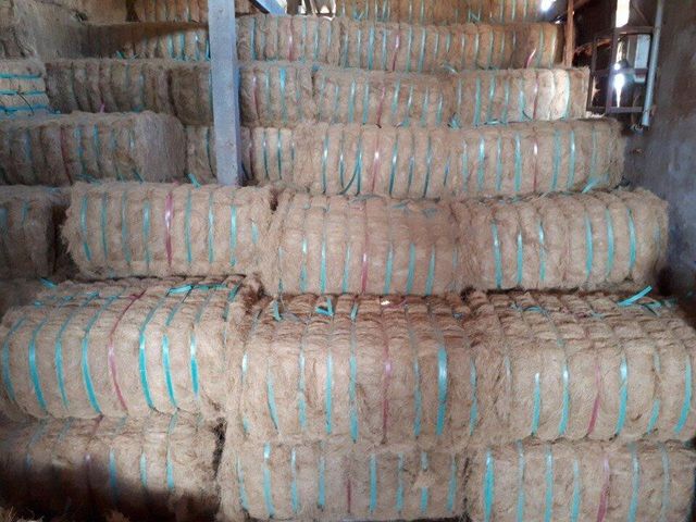 Coconut fiber - Image 3