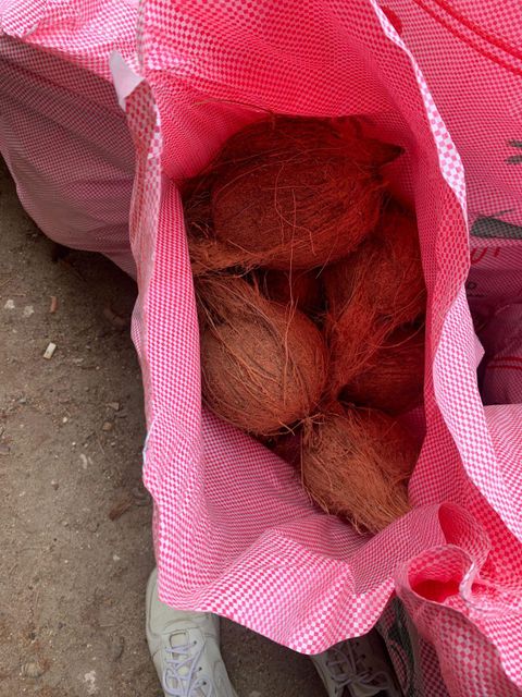 Semi Husked Coconut - Image 4