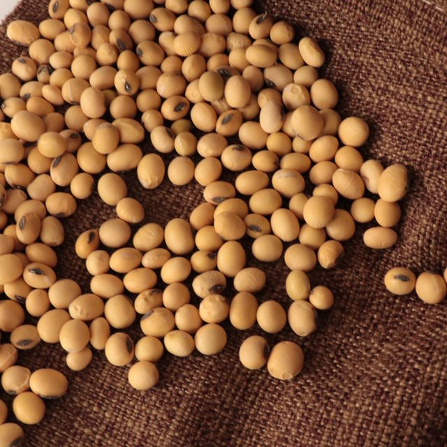 50kg Bag Sprouting and Food Grade Dry Yellow Soybean Seed Non Gmo Soybeans - Image 4
