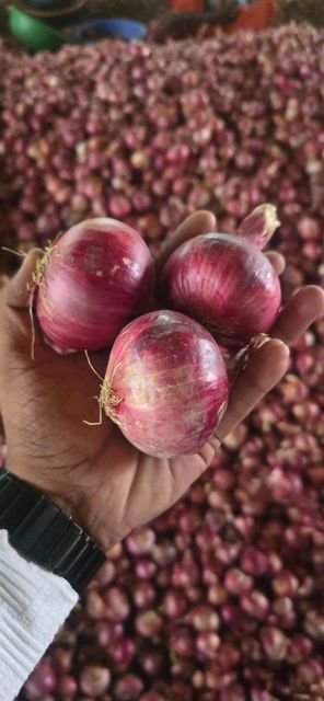 Onion – product photo 3, product detail gallery