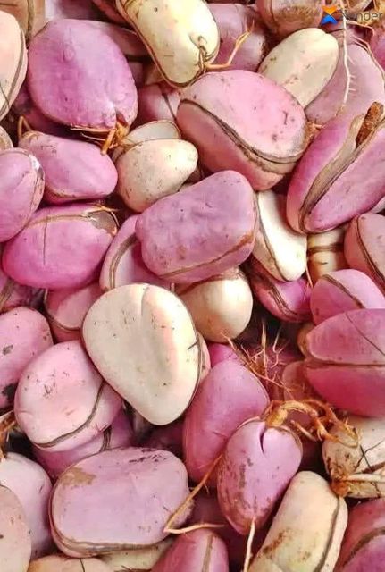 kolanut - Image 3