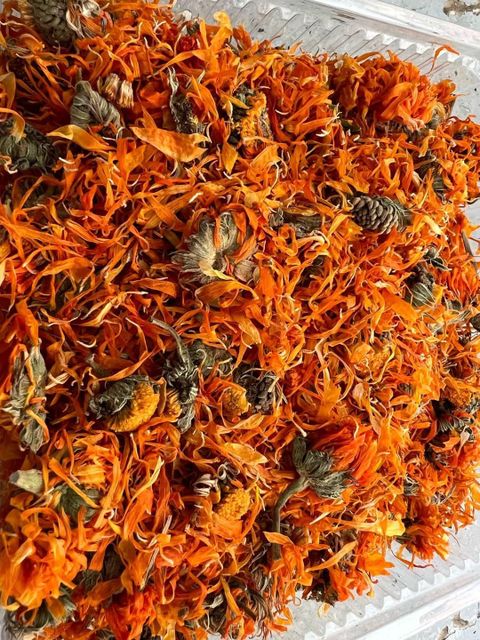 Calendula - Image 1