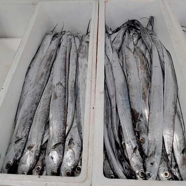 Whole Round Frozen Ribbon Fish - Image 1