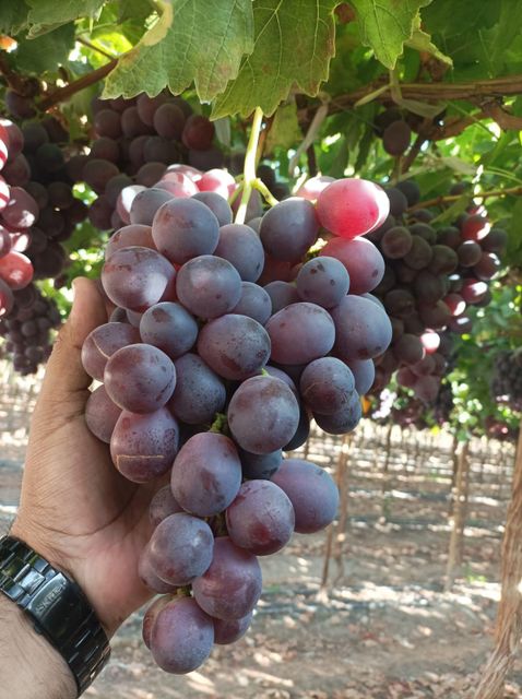 Grapes Grade AA Organic No Origin Peru Size J, L, XL Packaging 8.2 kg Color Green, Red Degree of Processing Cold treatment - Image 5
