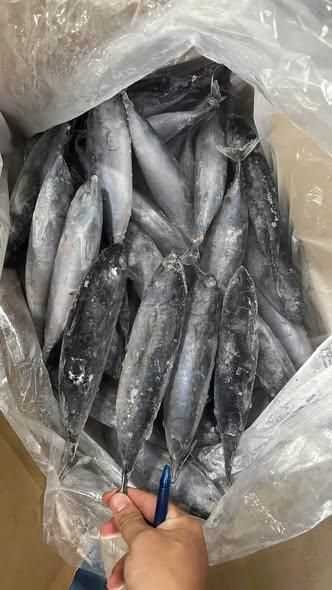 FROZEN BULLET TUNA - Image 1