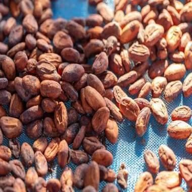 High Grade Peruvian Hot Sale Cheap Bulk Natural and Dried Cacao Cocoa Beans From Peru - Image 3