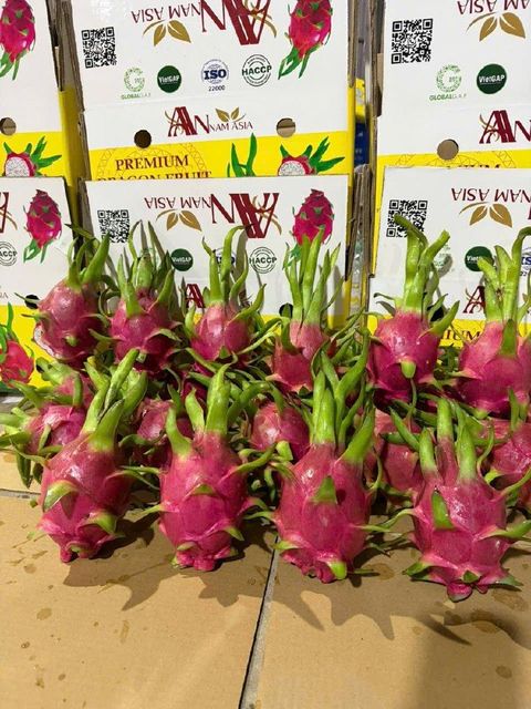 Fresh Dragon Fruits From Viet Nam Purity Clean Origin Vietnam Net Weight 9 Kg Loading Location Hcmc Quality Grade Premium - Image 3