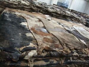 Wet & Salted Donkey and Cow hides - Image 4