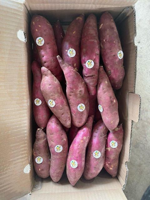 Sweet Potato Flavor Naturally Sweet Texture Smooth And Firm Harvesting Method Harvested At Peak Maturity Nutritional Content Rich In Vitamins, Minerals, And Dietary - Image 2