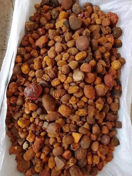 High quality cow Bezoar Gallstones for sale-Natural sourcing Quality A Size 3g-50g Color yellow Certification HACCP Shelf Life - Image 1
