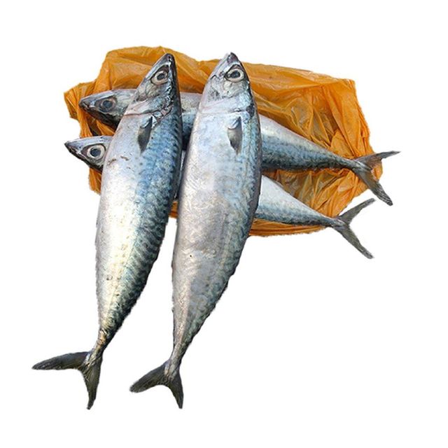 Wholesale Fresh Frozen Fish Mackerel Frozen Whole Mackerel Prices Frozen Pacific Frozen Horse Mackerel Fish - Image 2
