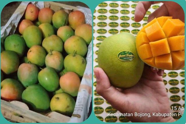 Mango - Image 1