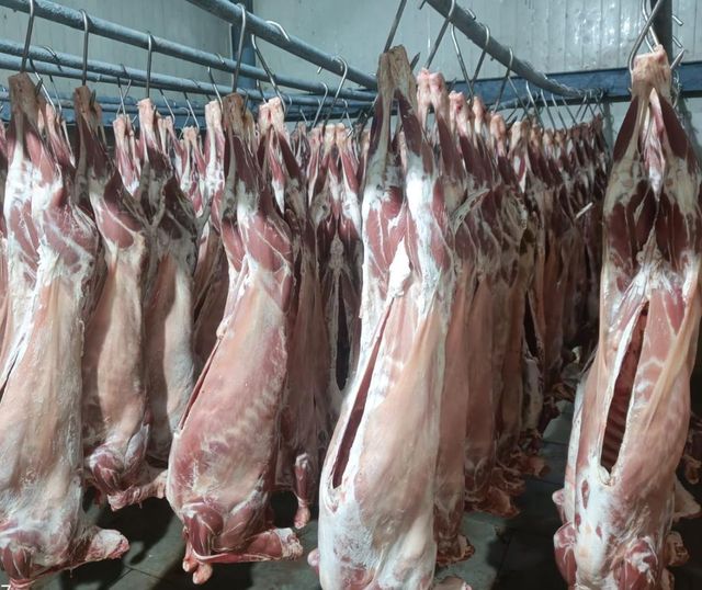 sheep meat - Image 4