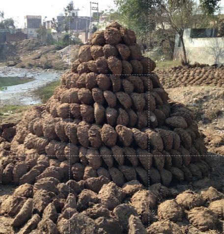 Cow dung products fertilizer wheat straw Minimum Order Quantity 1000 - Image 4