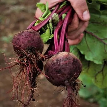 Fresh Beet Roots Premium Quality Natural Red Beetroot Fresh Vegetables Bulk Wholesale Supplier - Image 3