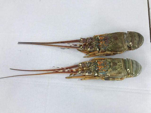 FROZEN LOBSTER WHOLE – product photo 3, product detail gallery