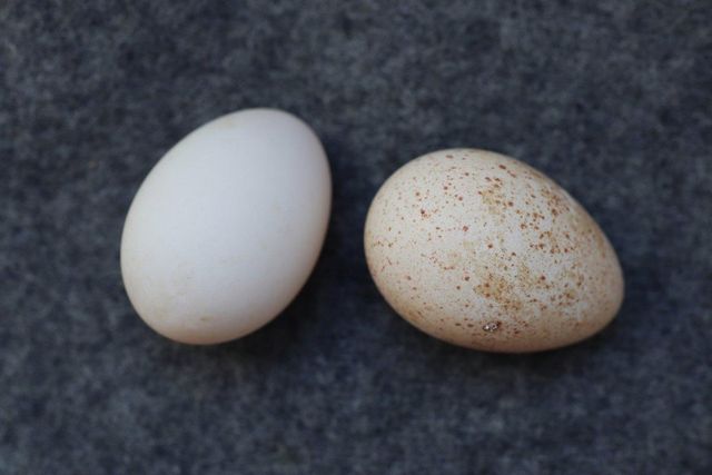 Fresh Fertile Hatching Turkey Eggs Offering Strong Hatch Potential Healthy Genetics And Excellent - Image 1