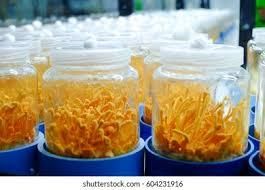 High Potency Dried Cordyceps Militaris Superfood Mushroom for Immunity and Energy Support - Image 4