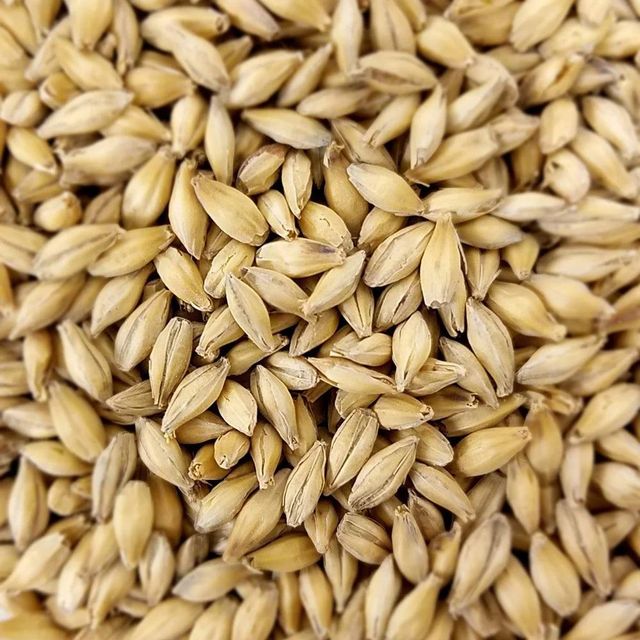 Export Grade Malt Barley Bulk Sale With Fast Delivery And Reliable Supply - Image 1