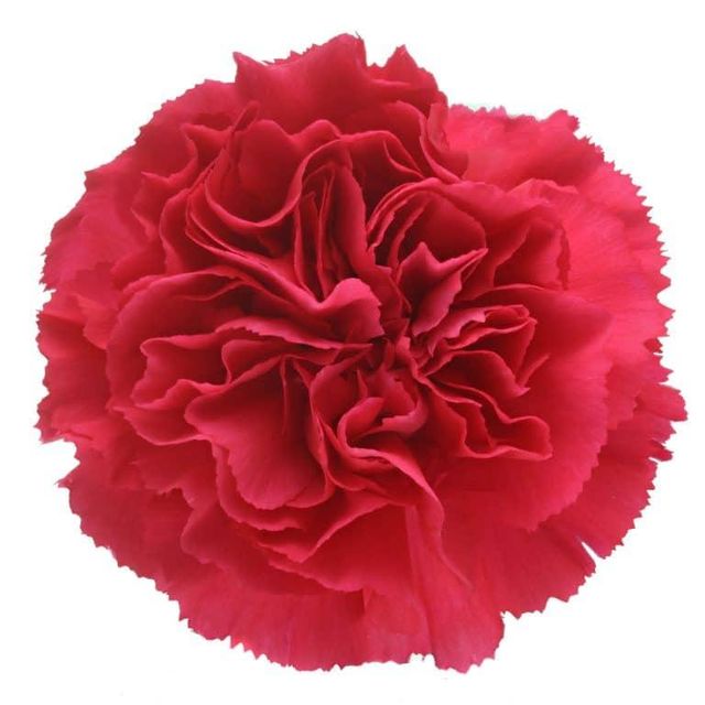 Fresh Cut Carnation Flowers - Image 2