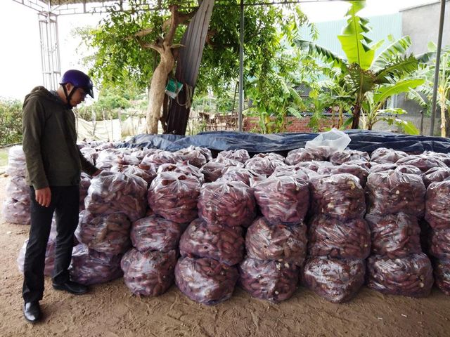 100% Fresh Purple Sweet Potatoes Fresh Style COMMON Potato With Best Price High Quality - Image 4