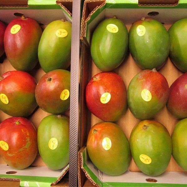 Fresh Mangoes - Image 1
