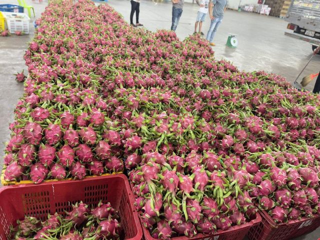 Dragon Fruit - Image 2