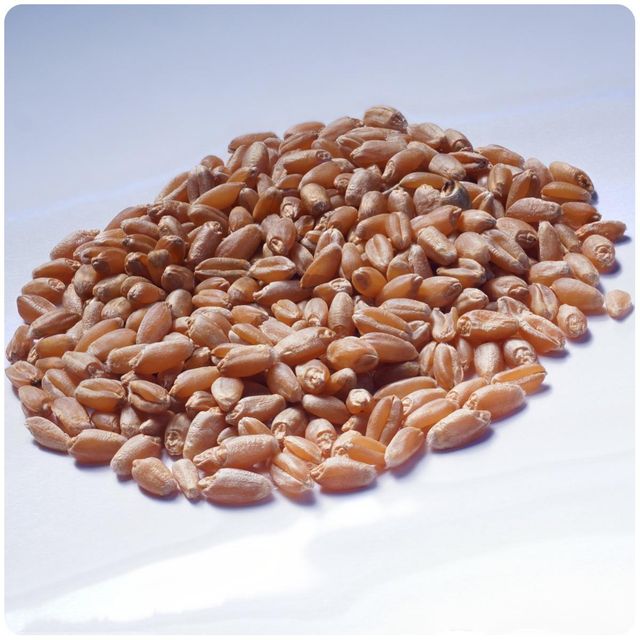 Top Quality Durum Wheat Sourced From Trusted Farms With High Yield And Natural Purity Wheat For Bulk Purchase - Image 4