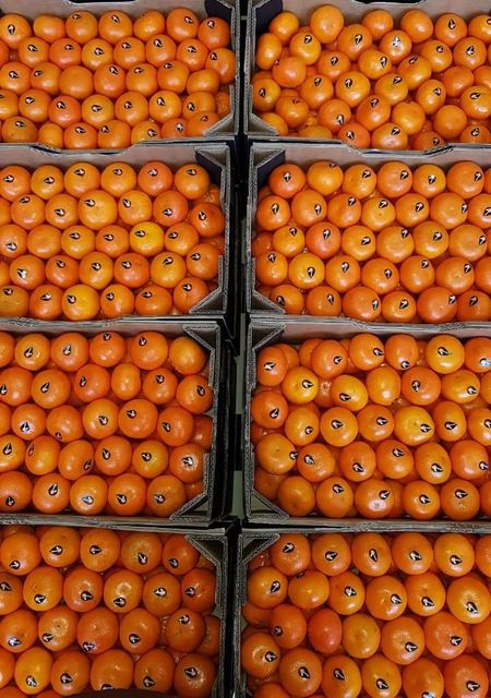 FRESH NOVA MANDARINS FOR SALE!! CLASS 1 EXPORT QUALITY FRESH NOVA MANDARINS FOR EXPORT – product photo 2, product detail gallery