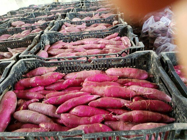 Japanese Sweet Potato from Vietnam is the Best Quality - Best Price for export to Asia, EU, and many other markets. - Image 3