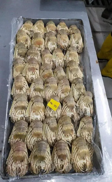 Frozen Slipper Lobster - Image 2