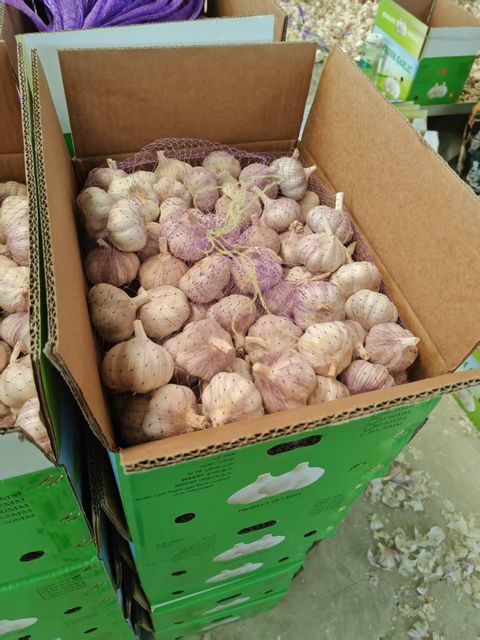 Fresh Garlic Pure White Shandong China Bulk Export Supply - Image 3