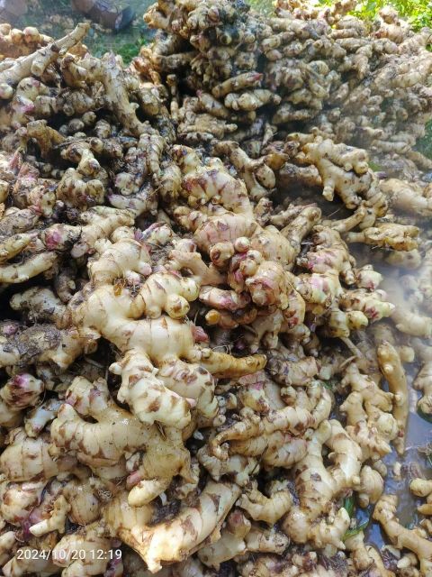 Organic Fresh Ginger - Image 3