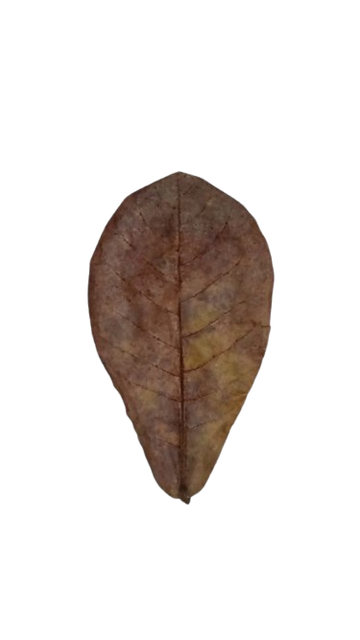 Dried Catappa Leaves Grade A+ Grade A+ Max. Moisture (%) 1% Source Tree Terminalia Catappa Drying Process Naturally sun/air-dried - Image 5