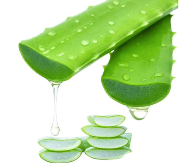 Fresh Aloe Vera - Image 3