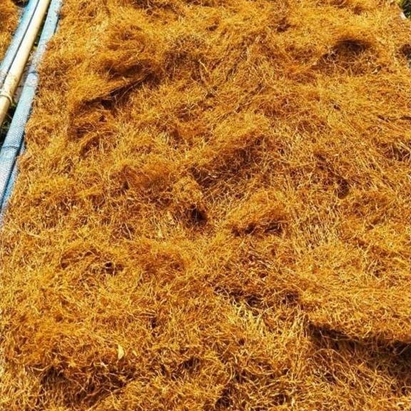 Dried beneng taro leave Organic Yes Origin Other - Image 4