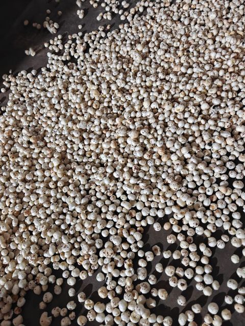 Fox Nuts- Makhana Origin India Texture Crunchy Taste Mild-neutral Place of Origin INDIA Packaging 10 KG pp bag Color Whitish- Yellowish - Image 4