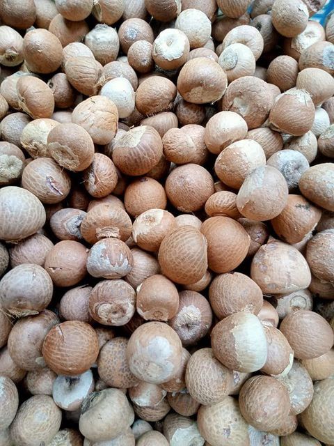 High Quality Raw Betel Nuts Carefully Packed Fresh Natural Product Ideal For Wholesale Buyers And Retail Stores - Image 4