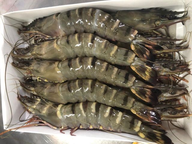 Frozen Black tiger Shrimp Headless Sell on France / Top Selling Headless tiger Shrimp Exported in Bulk - Image 3