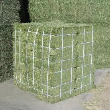 Natural Timothy Grass for Animal Feed Top Grade Timothy Grass Premium Hay for Farm Animals Rich in Fiber and Nutrients - Image 2