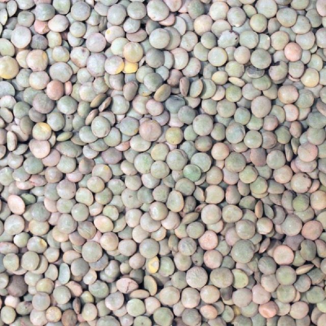 Natural Farm Harvest Green Lentils For Food Processing Industry Green Lentils Provide Rich Protein Source For International Trade - Image 5