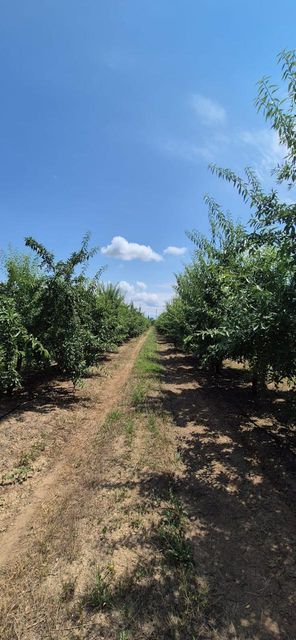 Almonds - Image 4