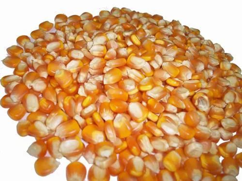 Yellow Maize Corn for Animal & Poultry Feed - Image 4